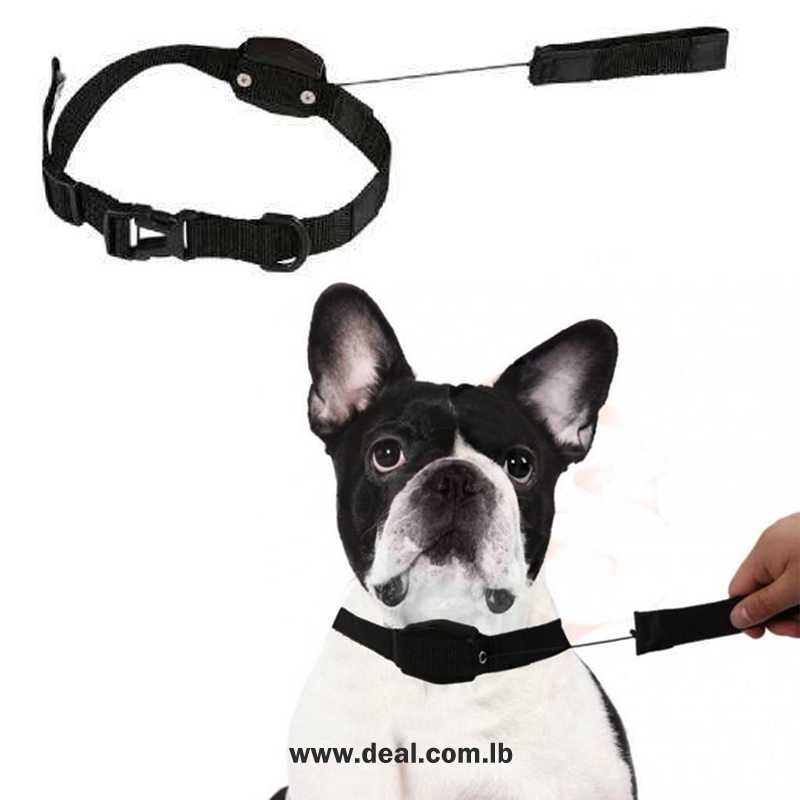 Lucky Leash
