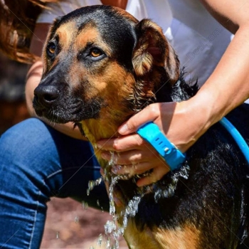 PET+BATHING+TOOL